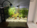 疯狂水草（FKSC）鱼缸造景专用真水草套餐净化水质懒人鱼缸水草植物直接入缸蜈蚣草 【赛级精品】】专业搭配适合40-50缸（送营养液）） 实拍图
