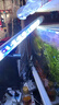 鱼缸灯led灯防水超亮全光谱三色小水族箱潜水专用彩灯灯管 8W三色变光34cm（40-50cm缸用） 实拍图