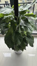 叹为观止大型植物发财树各种大颗盆栽开业乔迁客厅办公室内好养大型花卉 大叶绿萝【1.2-1.4米】 含盆 实拍图