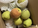 京鲜生 新疆库尔勒香梨 净重5斤 一级 单果100g-120g  生鲜水果 实拍图