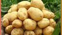 【今年新货】黄心土豆新鲜当季农家自种沙地粉糯黄心鲜土豆马铃薯 【黄皮土豆现挖新货】带箱9-10斤 实拍图