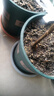 花盆绿植盆栽加仑盆加厚塑料多肉小盆阳台客厅月季玫瑰家用花盆 高款1.5加仑（口径17cm)2个盆 不带托盘 实拍图