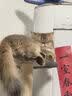 疯狂的主人猫玩具逗猫棒自嗨解闷神器带吸盘长杆宠物小猫咪玩的幼猫用品大全 实拍图