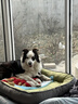 萌嘟星宠猫狗窝中大犬冬季保暖垫子加厚金毛泰迪四季通用睡垫跑道款XXL号 实拍图