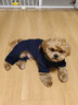BOBOCOLA狗狗衣服秋冬季保暖加厚四脚狗衣服泰迪比熊雪纳瑞小型犬宠物衣服 藏青色 XL【建议11-15斤】 实拍图