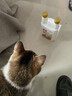 X5宠物消毒液猫瘟犬瘟细小杀菌消毒液狗狗猫咪专用家用喷雾水拖地 500ml1瓶 实拍图