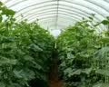 太阳能冬季取暖器大棚增温灯蔬菜水果花卉养殖专用增温保温补光灯 主灯50W+三色可调+光控+遥控 实拍图