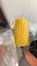 当季新货头茬东北黄甜糯玉米棒真空包装低脂黄糯大棒甜东北黏苞米 黑土地黄糯玉米【120-160克】1根 实拍图