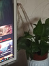 【绿萝盆栽】吸甲醛净化空气水培绿植物懒人花卉好养搬家礼物全 【1盆】绿萝+白色南瓜盆自吸水 整体含盆高度20-25cm 实拍图