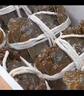 【活蟹】漁家师傅大闸蟹全母3.3-3.6两8只去绳足重鲜活螃蟹现货生鲜年货礼盒 源头直发 实拍图