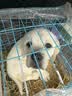 果粒之星纯种拉布拉多犬活体宠物狗拉布拉多幼犬导盲犬寻回犬大型犬 宠物级 实拍图