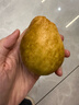 京觅福建红心芭乐 番石榴 应季 低糖孕妇水果 单果150g 净重3斤装 实拍图