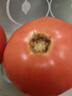 水果番茄西红柿自然成熟沙瓤皮薄新鲜蔬菜生鲜瘦身减脂可生吃 大果，净重 3斤 单果＞100g 实拍图