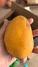 京鲜生 海南大台农芒果 3斤装 单果150g起 约7-12个 新鲜水果 实拍图