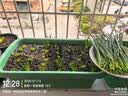 紫根韭菜根苗四季韭菜头紫红宽叶春季秋季室内盆栽韭菜苗现挖农家 紫根：韭菜根苗200棵 实拍图