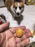 【爆品】冻干狗粮通用型成犬幼犬中小型泰迪比熊全阶段犬粮欧萨 20斤装【至尊版15拼】壮骨美毛 实拍图