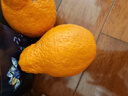 生活＆好管家 四川春见耙耙柑爆浆大果新鲜水果礼盒应季橘子现摘柑橘子桔子 8.5-9斤【性价比高-全家爽吃】净重8斤 果径90mm+【超大果】 实拍图