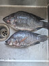 GUO LIAN国联水产 三去罗非鱼6条/4.2斤净重 非洲鲫红烧鱼源头直发年货节 实拍图