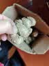 粤品正宗沙姜新鲜广东茂名高州信宜特产生砂姜椰子白切鸡蘸料山奈蘸料 茂名沙姜1斤净重 实拍图