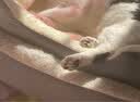 贝尼宠狗窝猫窝宠物窝秋冬加厚保暖网红款耐脏地垫猫咪窝狗床狗垫子睡垫 舒棉绒L 61x47高10cm适25斤宠物 实拍图