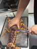 三座海澳龙 澳洲龙虾 鲜活大龙虾澳龙 非红龙 刺身海鲜水产 海鲜礼盒 7-7.5斤/只 澳龙 实拍图