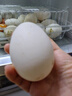 百世富泽（BAISHIFUZE）【百世富泽】黄河滩大鹅蛋新鲜正宗土鹅蛋农家自养孕妇超大鹅蛋 12枚130-150克 实拍图