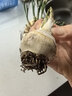 花翁进口水仙种球花卉水土培盆栽冬季绿植【洋水仙】气球3颗源头直发 实拍图