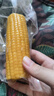 当季新货头茬东北黄甜糯玉米棒真空包装低脂黄糯大棒甜东北黏苞米 黑土地黄糯玉米【120-160克】1根 实拍图