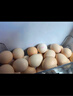 京鲜生鲜鸡蛋10枚/盒 健康轻食 营养健康1斤/盒 源头直发  实拍图