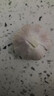 精品金乡紫皮大蒜新鲜干蒜大蒜头蔬菜调料调味大果4.5-5cm 精品大蒜1斤装 实拍图