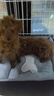 licheers猫狗窝小型犬宠物猫咪睡垫秋冬季舒适保暖泰迪中大型犬狗垫子 S号 实拍图