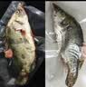 品鲜肴淡水鱼生态桂鱼鳜鱼鳌花鱼桂花季花鱼自然捕获鲜活现杀生鲜水产 净膛后400-450g/条【1斤活杀】 实拍图