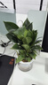 绿有意绿植盆栽多肉花卉盆栽植物室内桌面水培绿植办公室客厅植物懒人 金钻（绿公主清新养眼） 实拍图