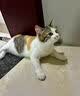 猫咪防猫掉毛吃什么深海鱼油营养片美毛靓毛维生素非药防脱毛神器 1盒【专治猫掉毛】 实拍图