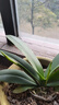 年宵花春节蝴蝶兰盆栽绿植花卉年货装饰过年四季开花大苗好养易活 【主图款】---【包开花】送营养液2包 带2支花剑 实拍图