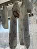 贝瑞加（Babyprints）新生儿连体衣初生男女宝宝哈衣纯棉长袖衣服满月服 糖果小熊59 实拍图