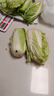 山东寿光大白菜黄心大娃娃菜农户现摘新鲜蔬菜原产地整箱批发 寿光白菜3斤 实拍图