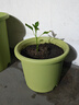 爱丽思（IRIS）Deepot花盆加厚树脂控根圆口绿萝绣球月季多肉发财树塑料加仑花盆 8号浅绿色(口径约26.6cm)约8L 实拍图