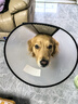 欢宠网 伊丽莎白圈耻辱圈特大号狗狗项圈猫项圈宠物狗脖套猫头套防咬圈狗用品+1号80斤以下宠物 实拍图