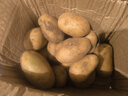仙果春天土豆新鲜2025新土豆农家马铃薯黄皮黄心包邮 土豆3斤 实拍图