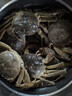 阳澄湖大闸蟹（母蟹）2.8两起/只 晒单实拍图
