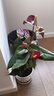 红掌水培盆栽室内易养水生花卉白掌绿植一帆风顺客厅观花植物粉掌 红掌1颗（不含其他） 整体高度（28-35cm） 实拍图