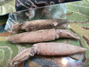 初鲜鲜冻笔管鱿鱼2斤 鱿鱼 海兔子 墨斗鱼海鲜水产 火锅烧烤食材 实拍图