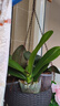 年宵花春节蝴蝶兰盆栽绿植花卉年货装饰过年四季开花大苗好养易活 白美人---【包开花】送营养液2包 带2支花剑 实拍图