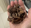 维多宝 东北野生榛蘑200克 臻选菌菇南北干货 小鸡炖蘑菇食材年货节送礼 实拍图