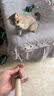 牧灵CFA赛级逗猫棒猫咪玩具自嗨解闷逗猫棒羽毛铃铛替换头小宠物用品 【限量100件】CFA赛级逗猫棒 实拍图
