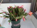 精品带花苞开花蟹爪兰多色四季花卉家养盆栽室内阳台庭院多肉绿植 蟹爪兰：双色大盆【60-99花苞】含加仑盆 实拍图