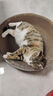 疯狂的主人 猫抓板窝特大号猫玩具猫爪板猫抓盆不掉屑猫窝碗形圆形瓦楞纸 实拍图