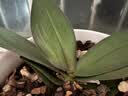 年宵花春节蝴蝶兰盆栽绿植花卉年货装饰过年四季开花大苗好养易活 光芒---【包开花】送营养液2包 带1支花剑 实拍图