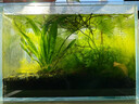 疯狂水草鱼缸二氧化碳水草缸造景水草植物二氧化碳发生器CO2水草用品100片 实拍图